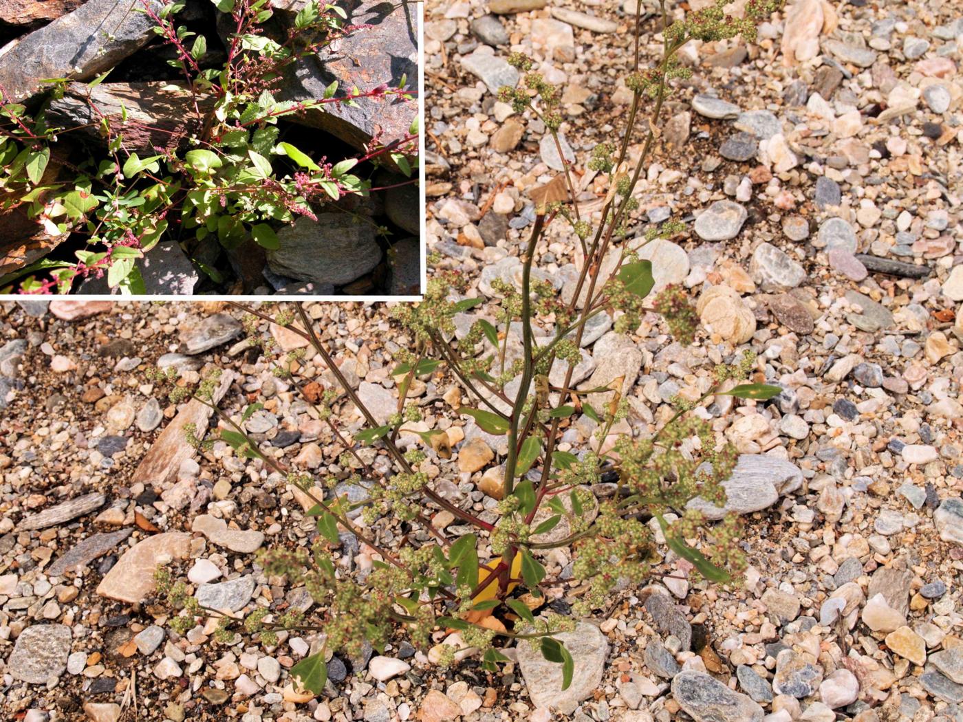 All-seed, Goosefoot plant